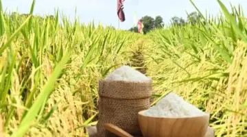 انعكست أسعار تصدير الأرز وصعدت.